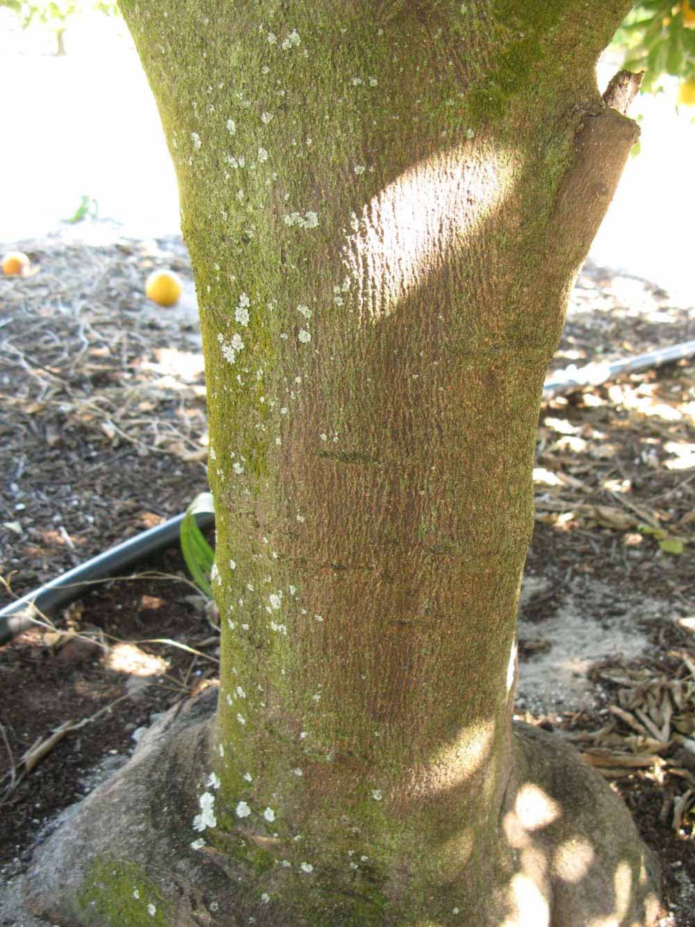              Bark (Winter Haven, FL)       